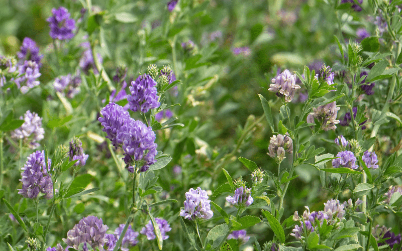 Alfalfa | Health Saves