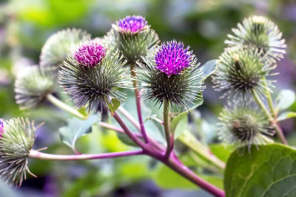 Close-up of burdock root plant with purple flowers, highlighting its medicinal properties and natural healing benefits.