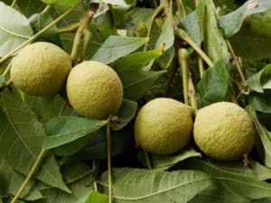 Black Walnut tree with ripe nuts on the branch, surrounded by lush green leaves.