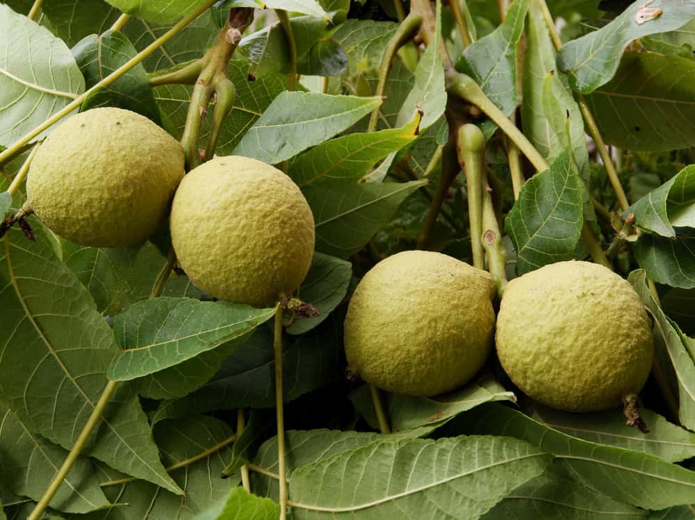 Black Walnut tree with ripe nuts on the branch, surrounded by lush green leaves.